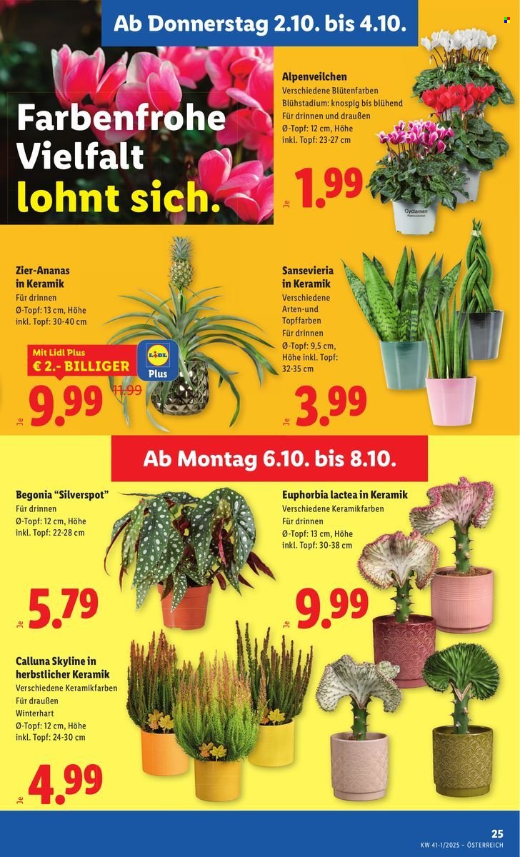 LIDL Flugblatt - Ab Donnerstag, 2.10.2025 (2025-10-02 - 2025-10-08)