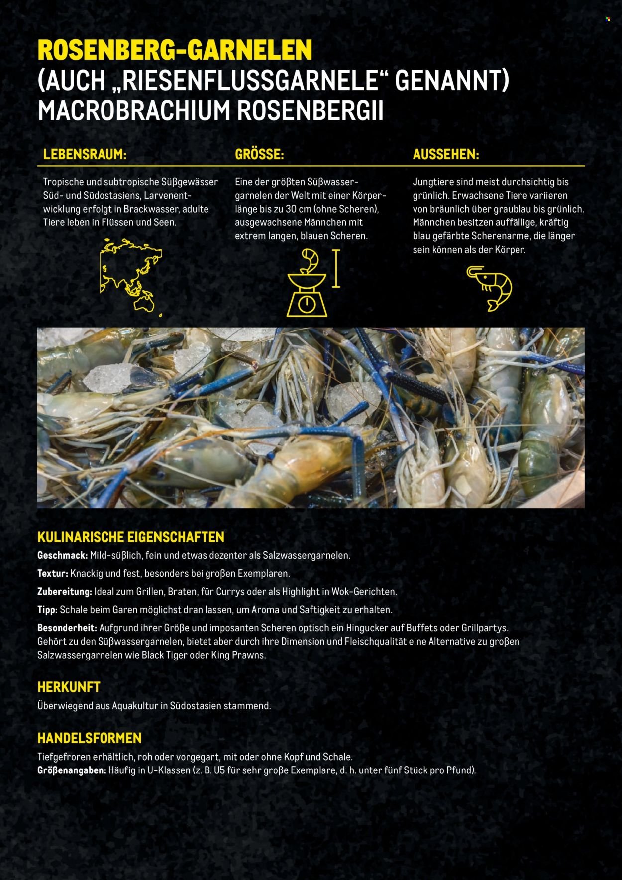 METRO Flugblatt - Garnelen Folder