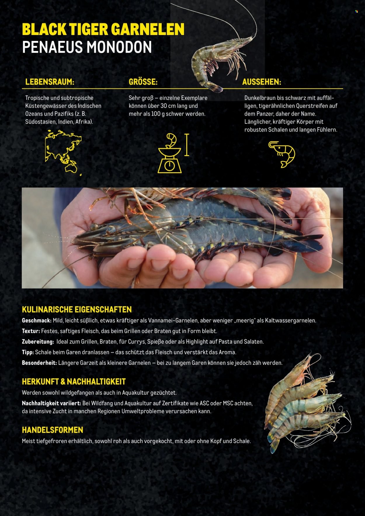 METRO Flugblatt - Garnelen Folder