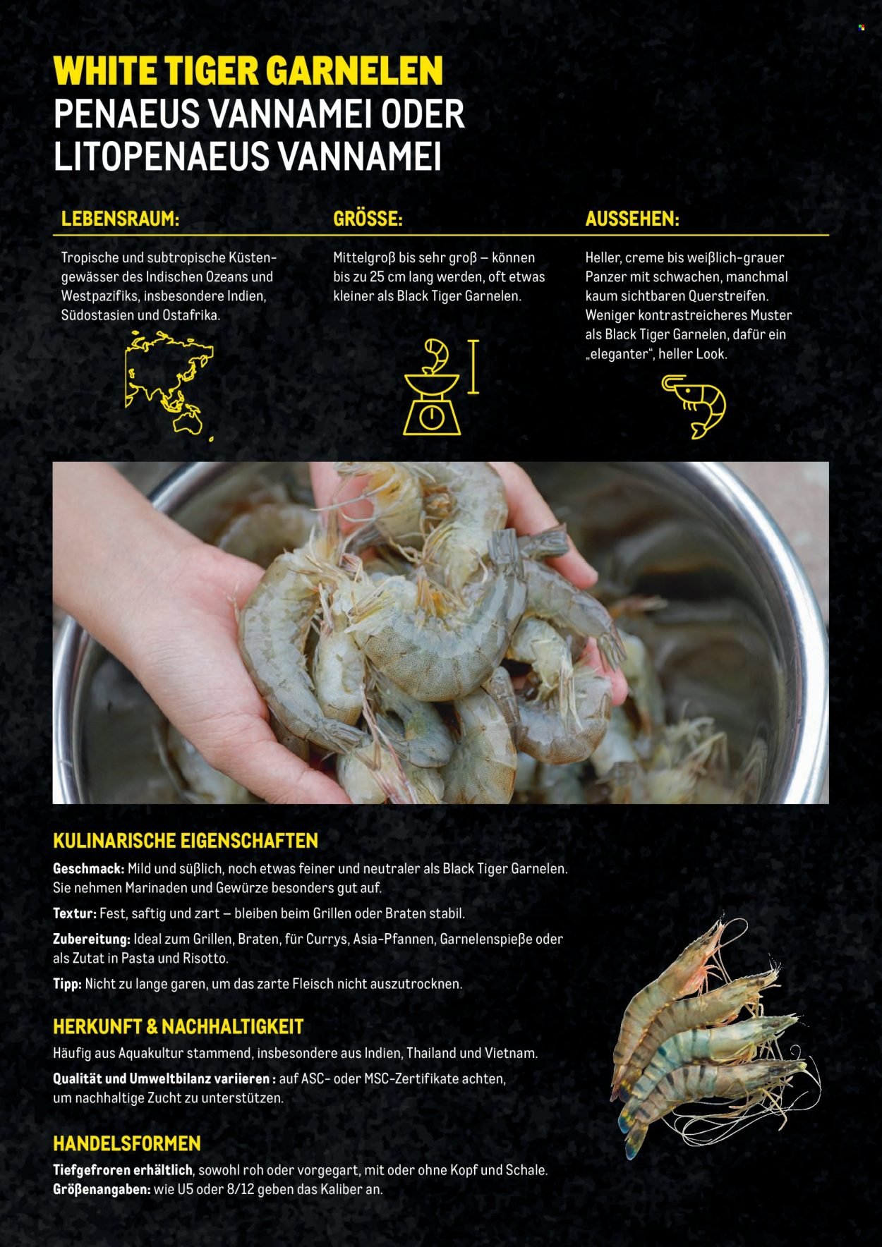 METRO Flugblatt - Garnelen Folder