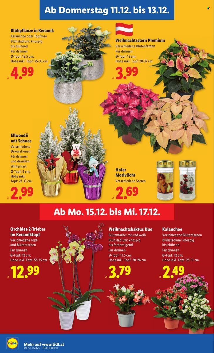 LIDL Flugblatt - Ab Donnerstag, 11.12.2025 (2025-12-11 - 2025-12-17) | 30