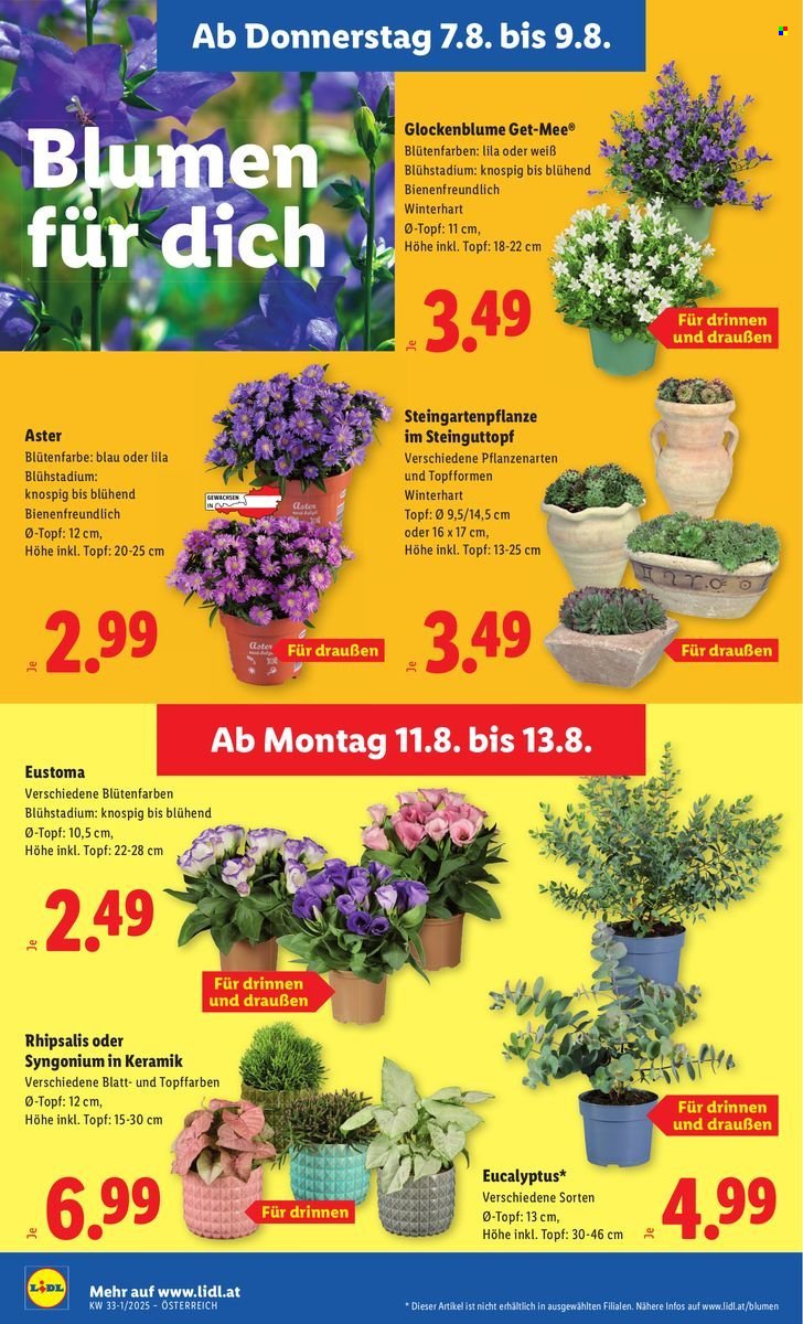 LIDL Flugblatt - Ab Donnerstag, 7.8.2025 (2025-08-07 - 2025-08-13)