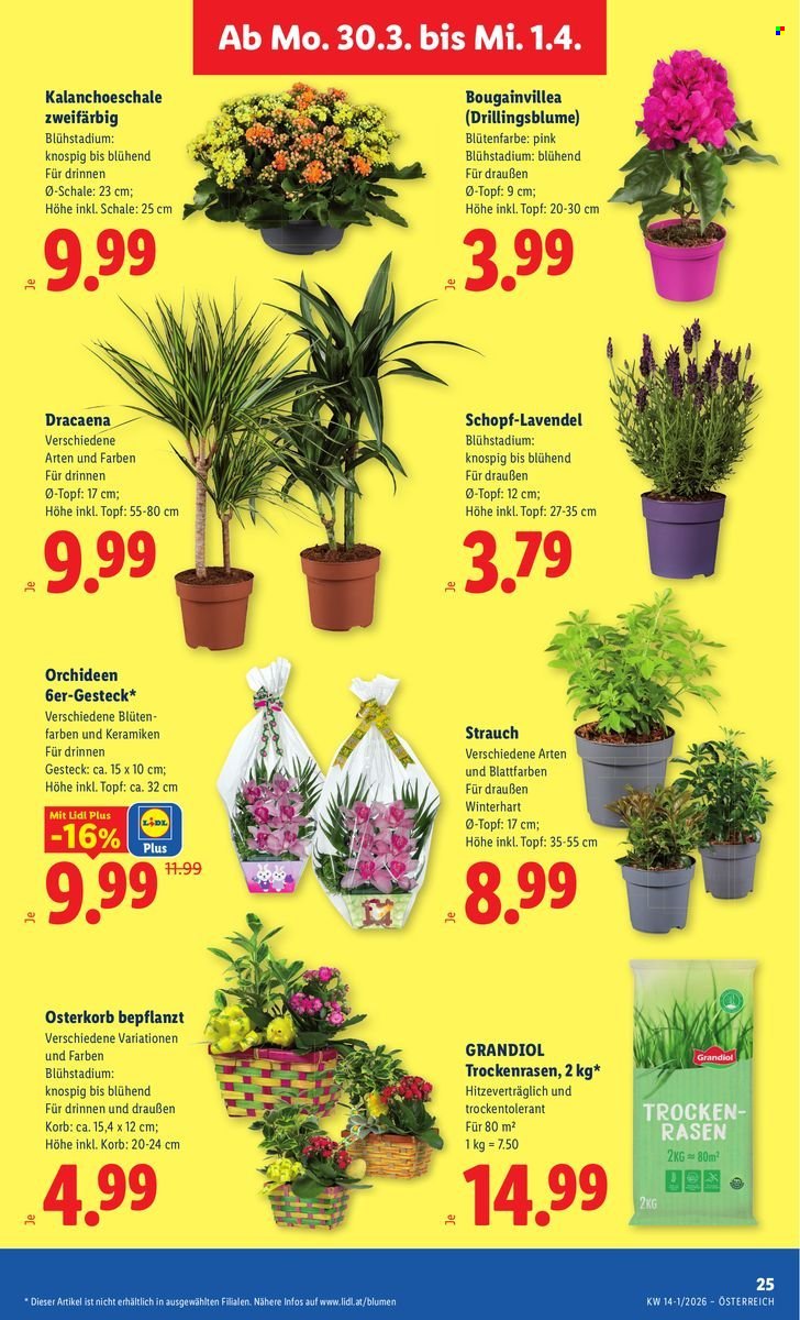 LIDL Flugblatt - Ab Donnerstag, 26.3.2026