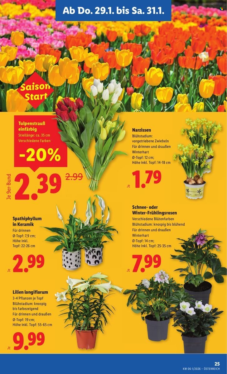 LIDL Flugblatt - Ab Donnerstag, 29.1.2026