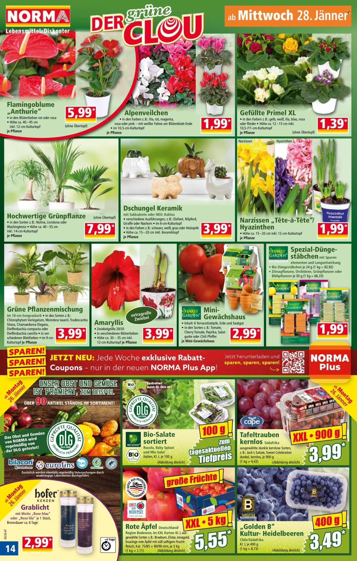NORMA Flugblatt - Ab Montag, 26.1.2026