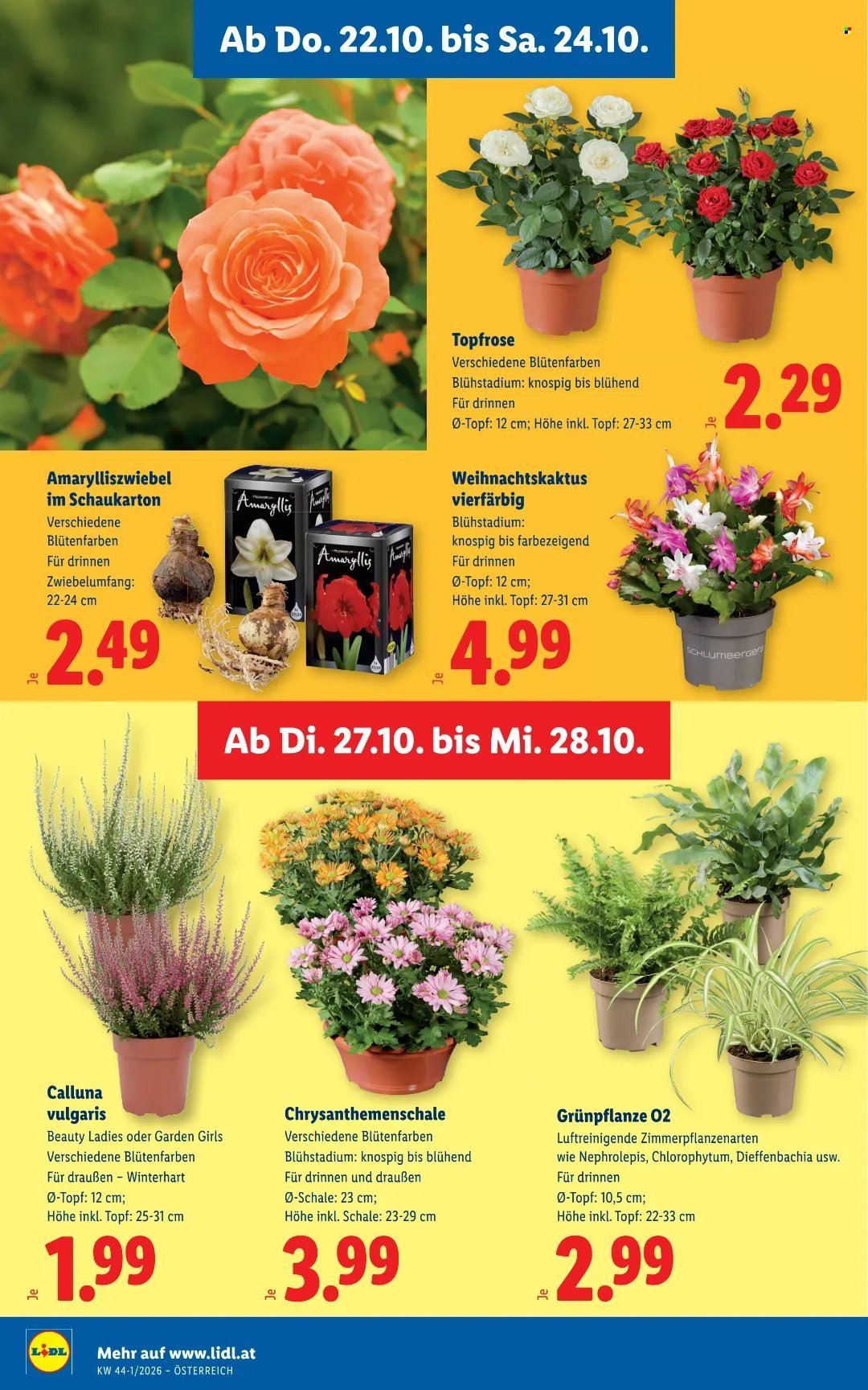 LIDL Flugblatt - Ab Donnerstag, 22.10.2026
