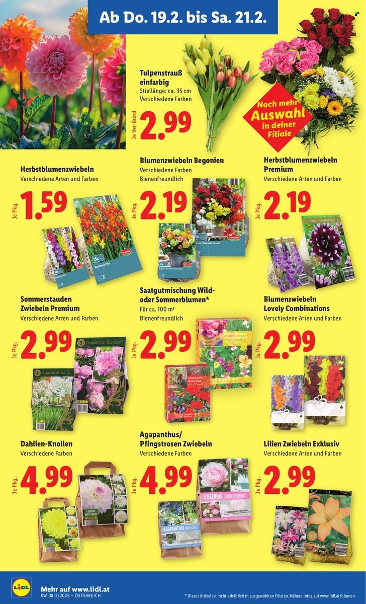 LIDL Flugblatt - Ab Donnerstag, 19.2.2026