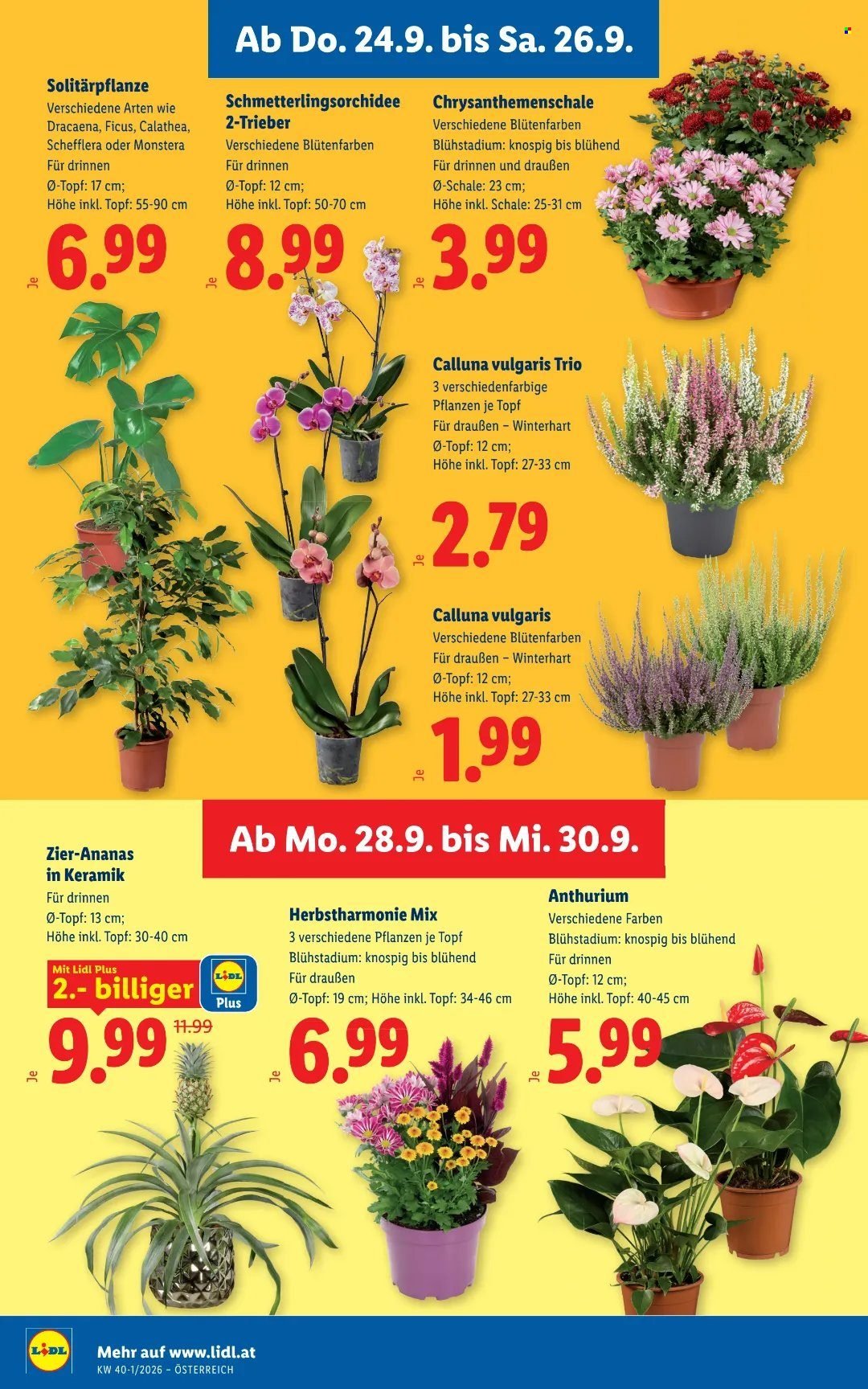 LIDL Flugblatt - Ab Donnerstag, 24.9.2026