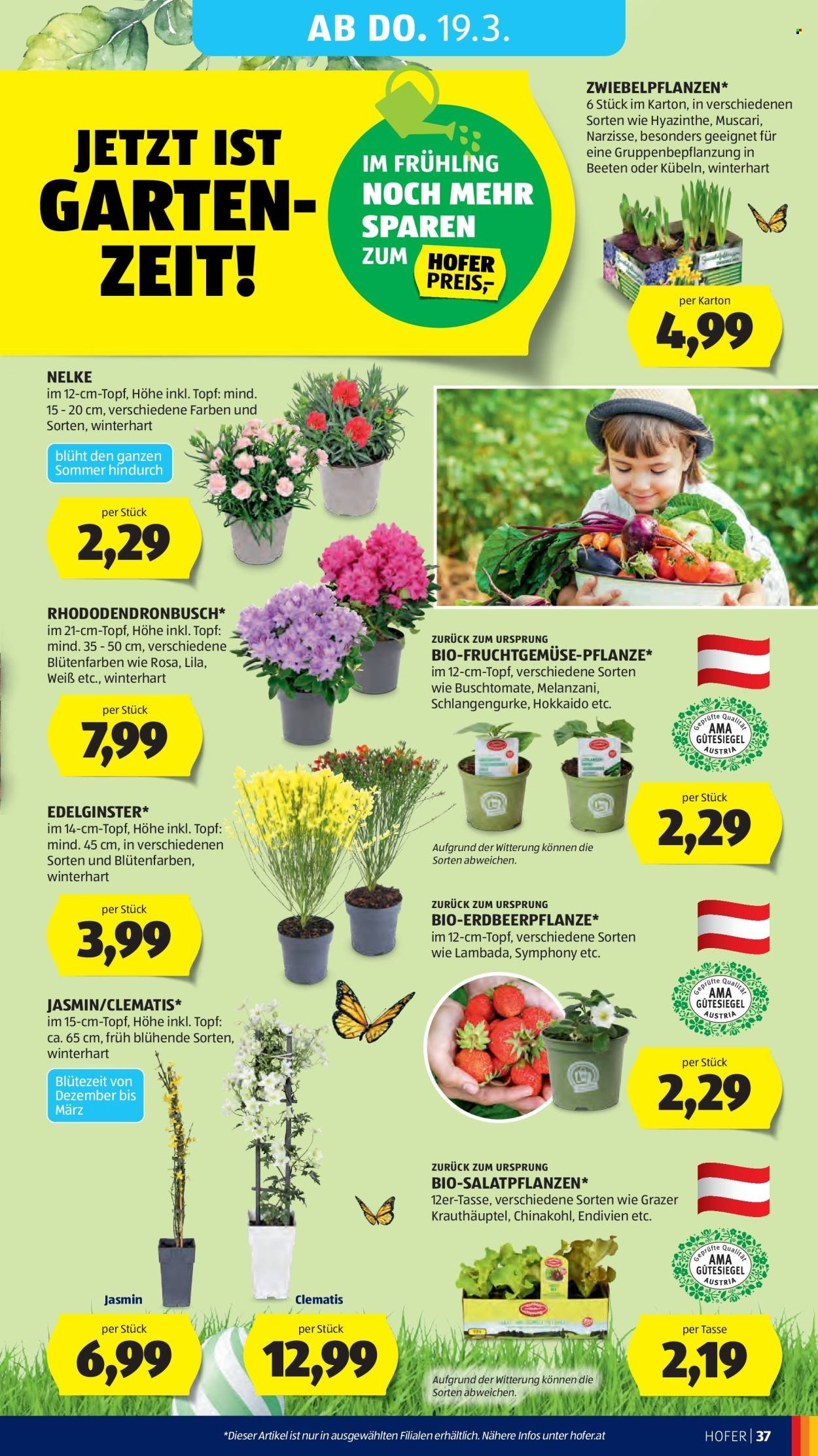 HOFER Flugblatt - Ab Mittwoch, 11.3.2026 (2026-03-11 - 2026-03-19) | 44