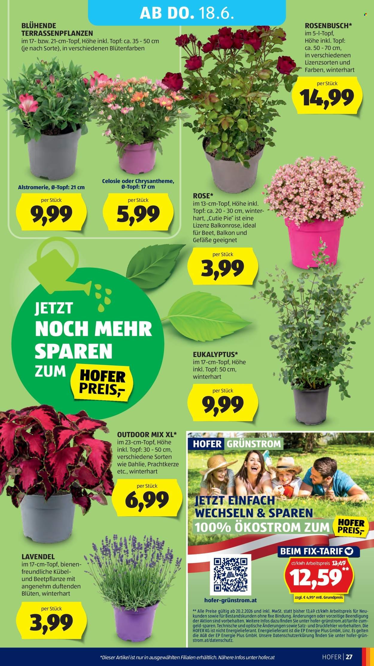 HOFER Flugblatt - Ab Freitag, 12.6.2026