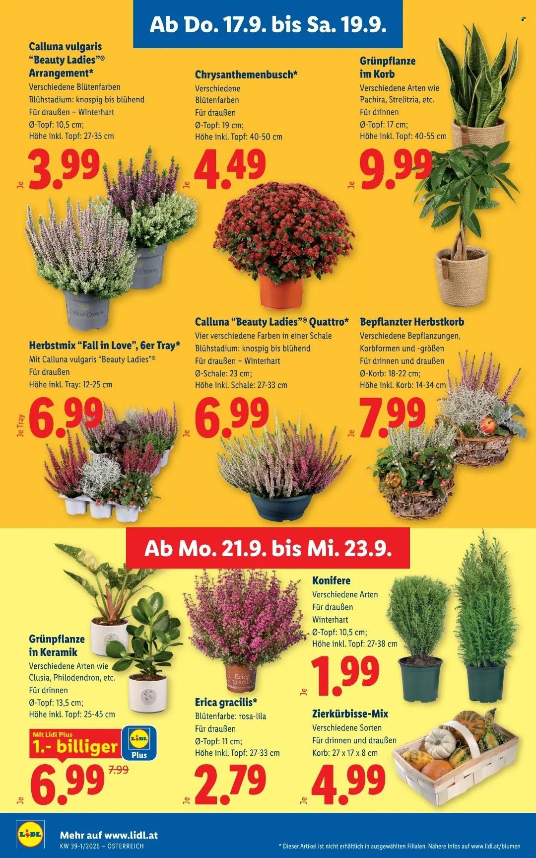 LIDL Flugblatt - Ab Donnerstag, 17.9.2026