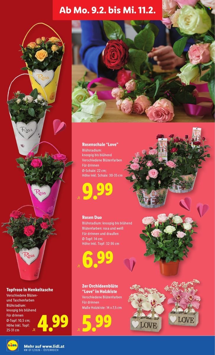 LIDL Flugblatt - Ab Donnerstag, 5.2.2026