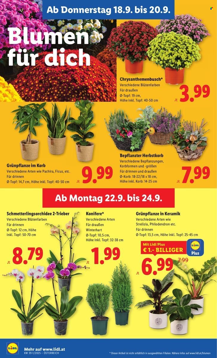 LIDL Flugblatt - Ab Donnerstag, 18.9.2025 (2025-09-18 - 2025-09-24)
