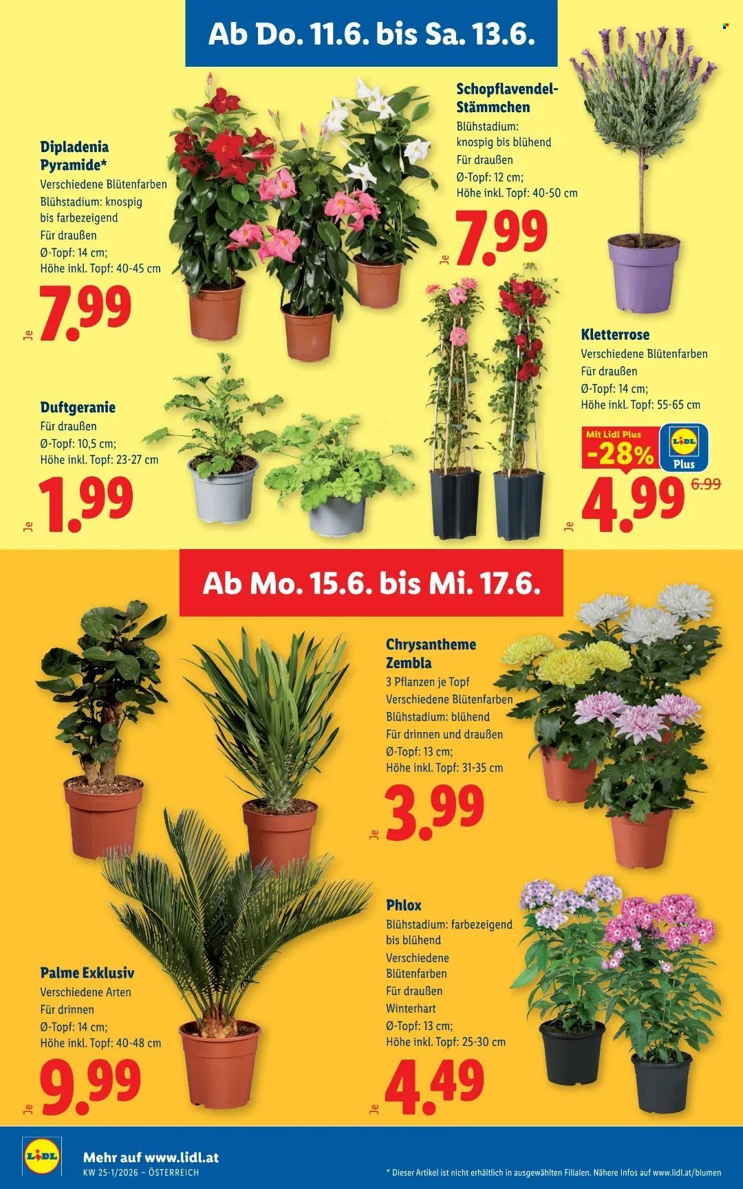 LIDL Flugblatt - Ab Donnerstag, 11.6.2026