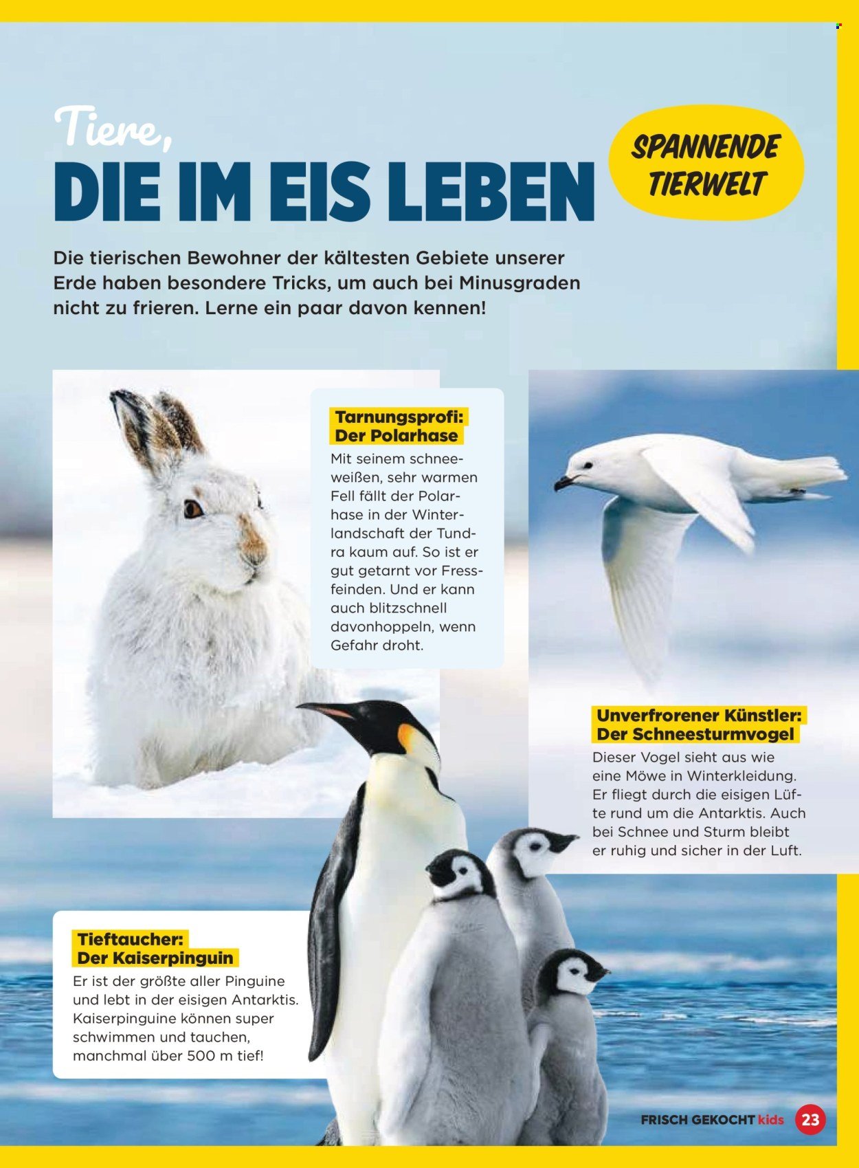 BILLA Flugblatt - November 2025