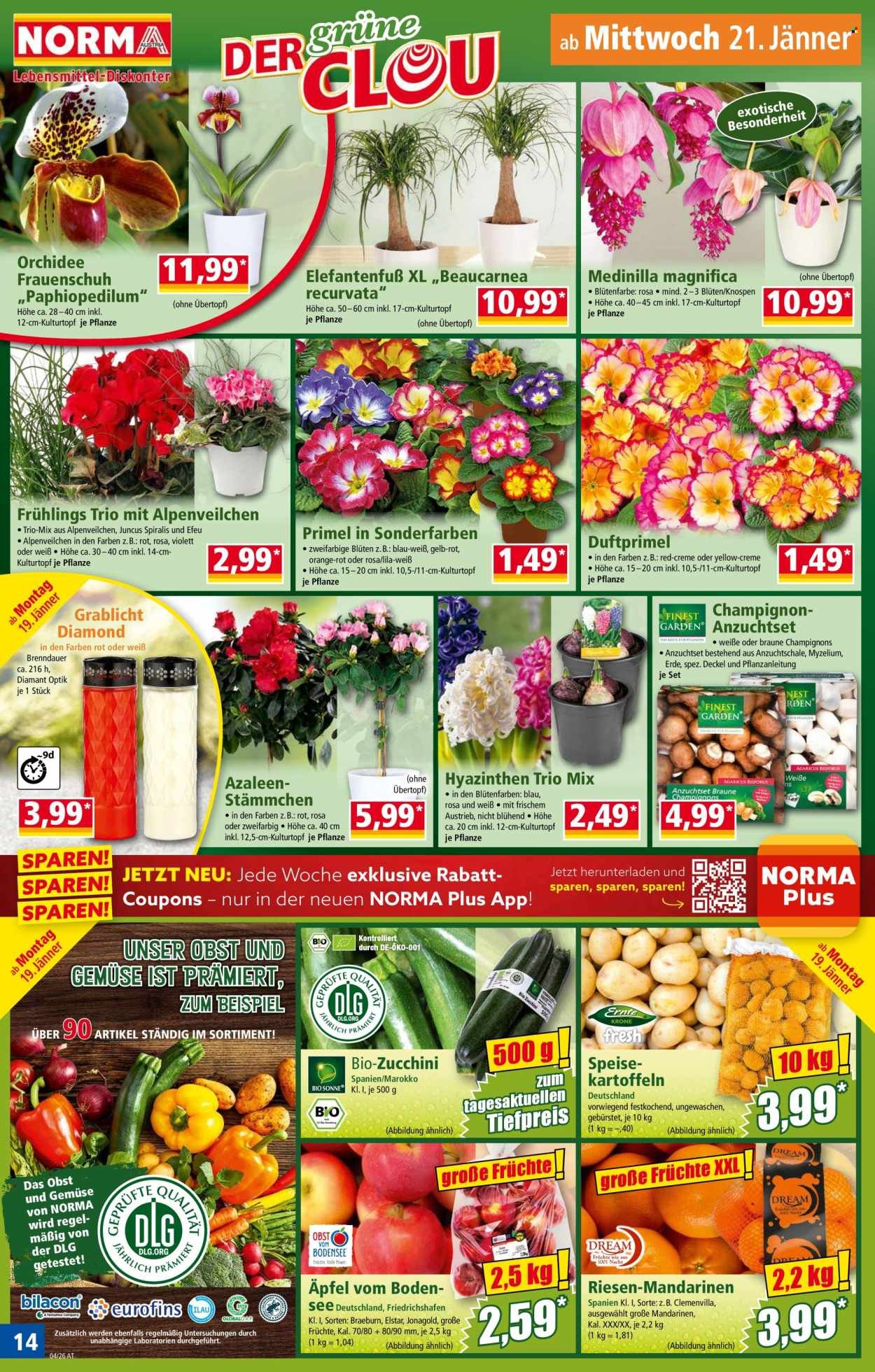 NORMA Flugblatt - Ab Montag, 19.1.2026
