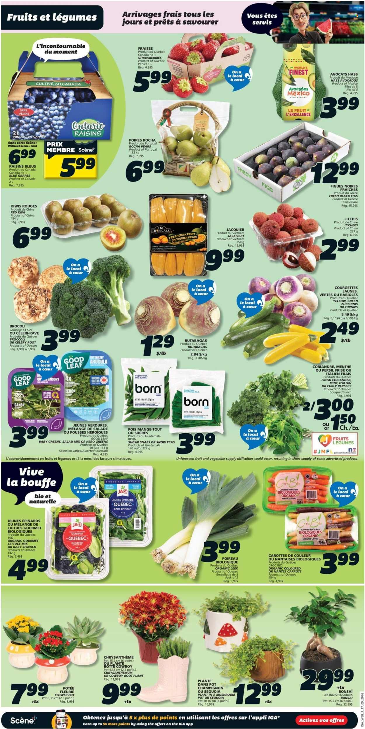 IGA flyer - Weekly eFlyer