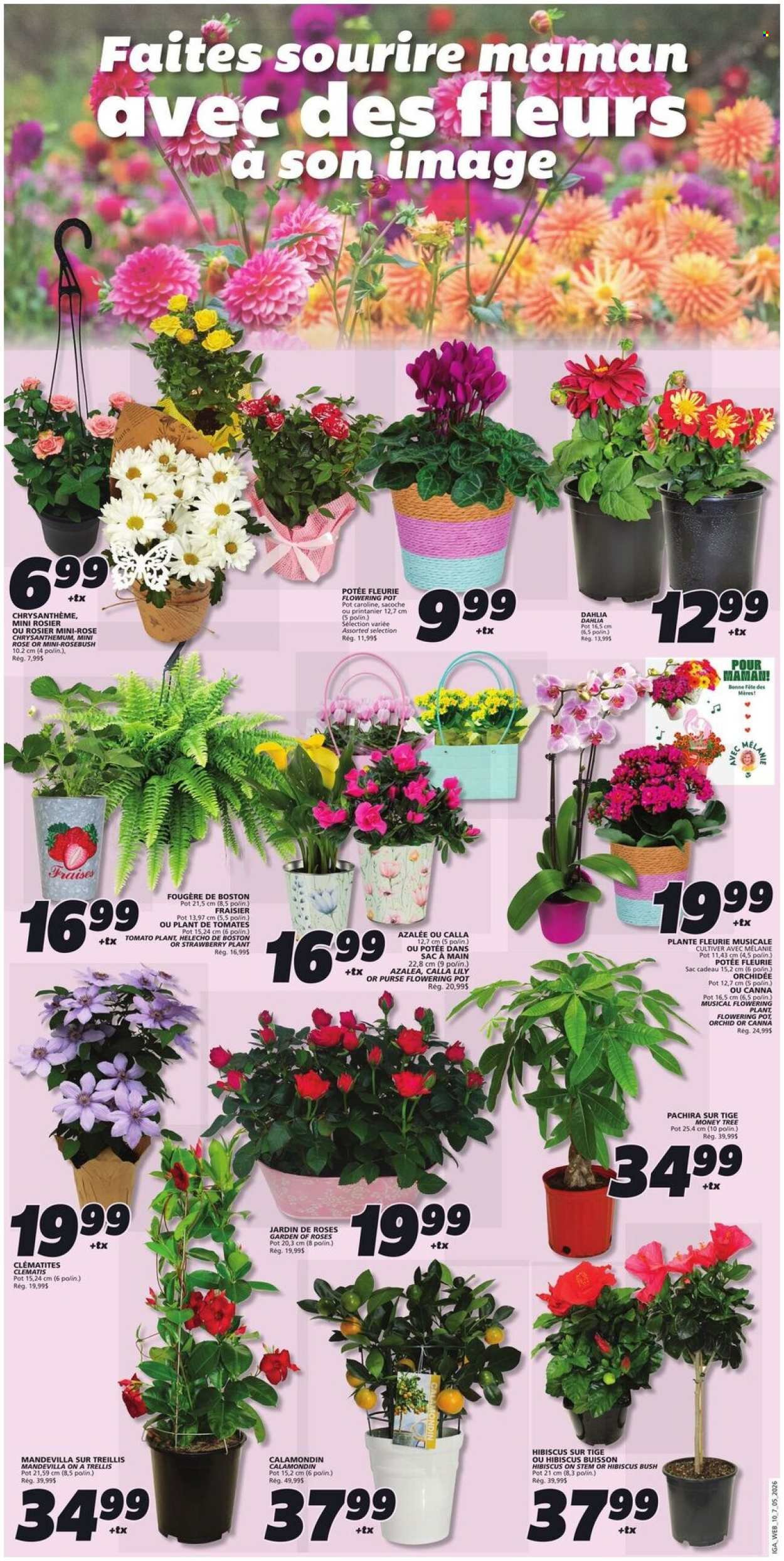 IGA flyer - Weekly eFlyer