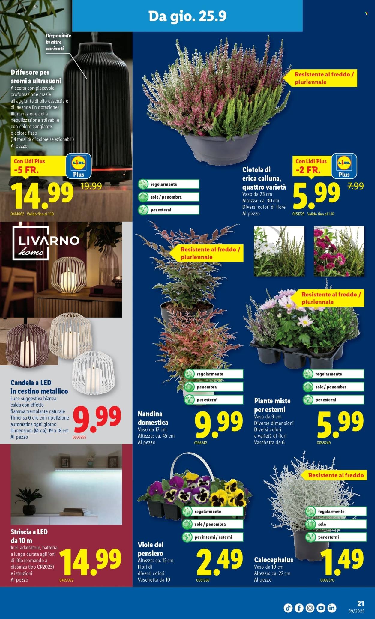LIDL Prospekt - S 39 (2025-09-25 - 2025-10-01)