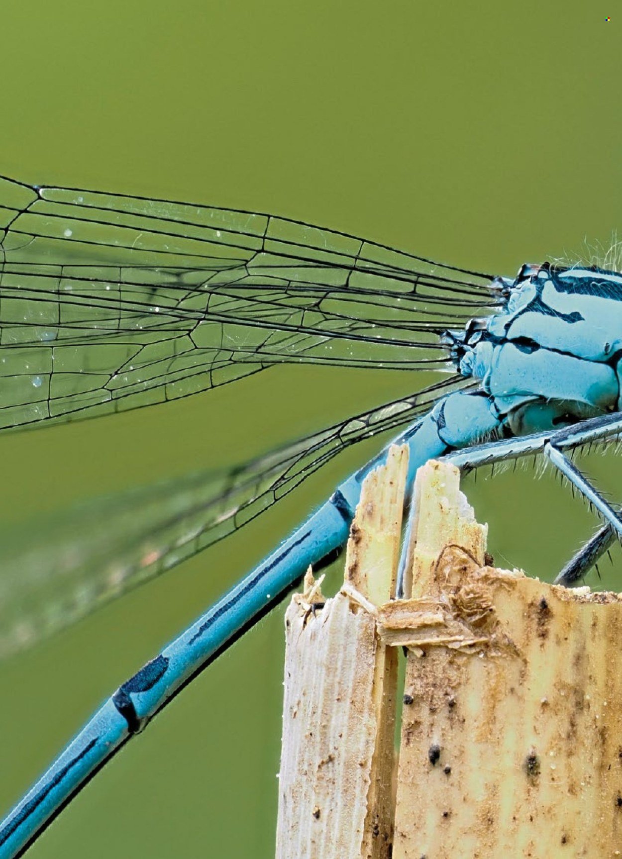 COOP Prospekt - COOPZEITUNG (2026-04-30 - 2026-05-06)