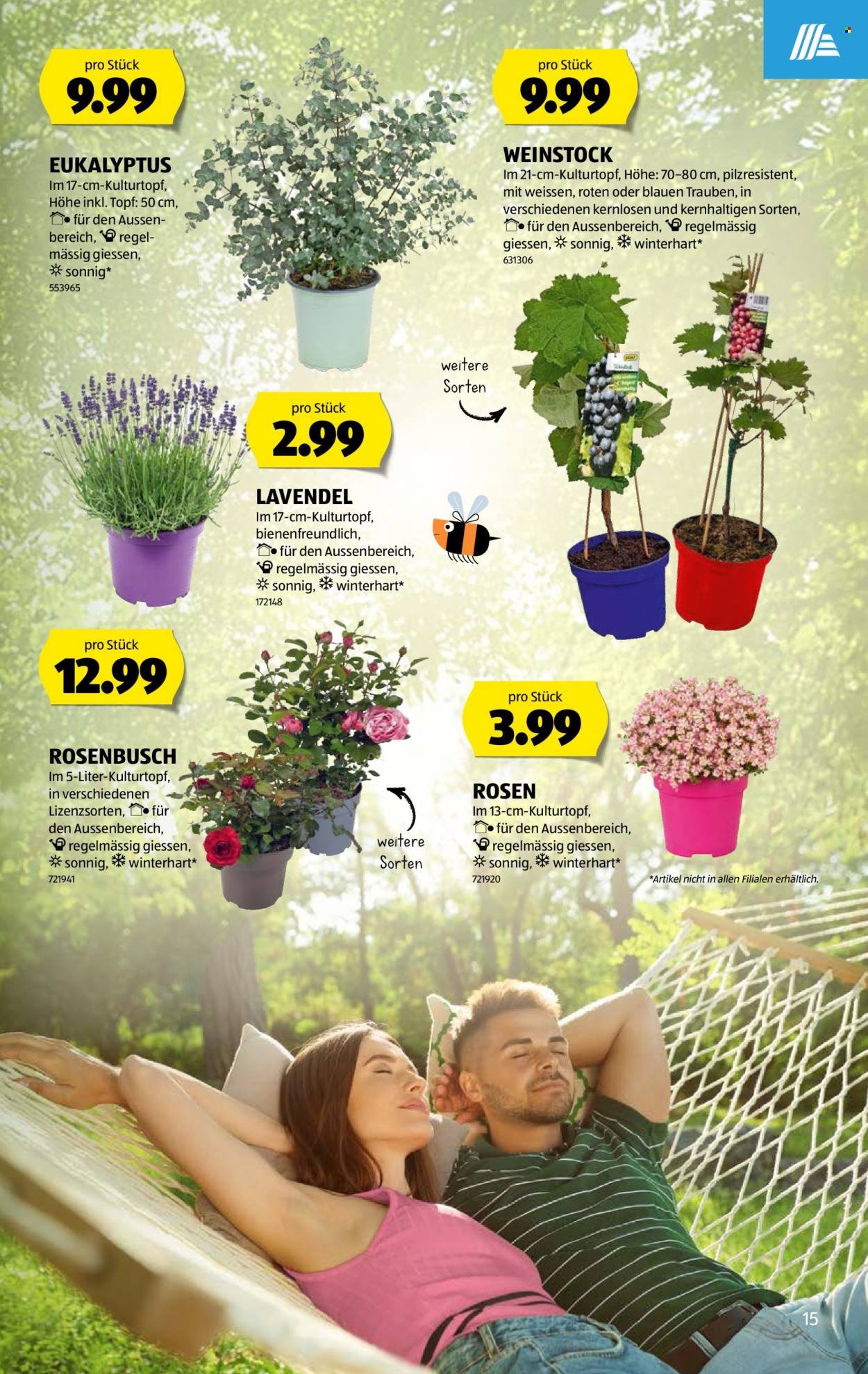 ALDI Prospekt - Vom 18.6.2026