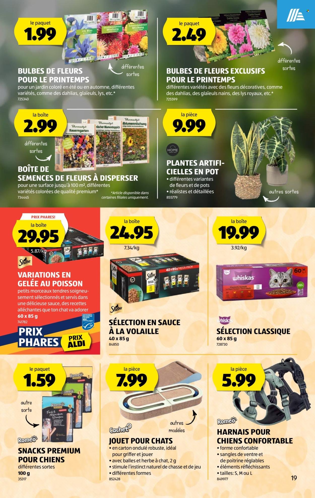 ALDI Prospekt - Vom 19.2.2026 (2026-02-19 - 2026-02-25)