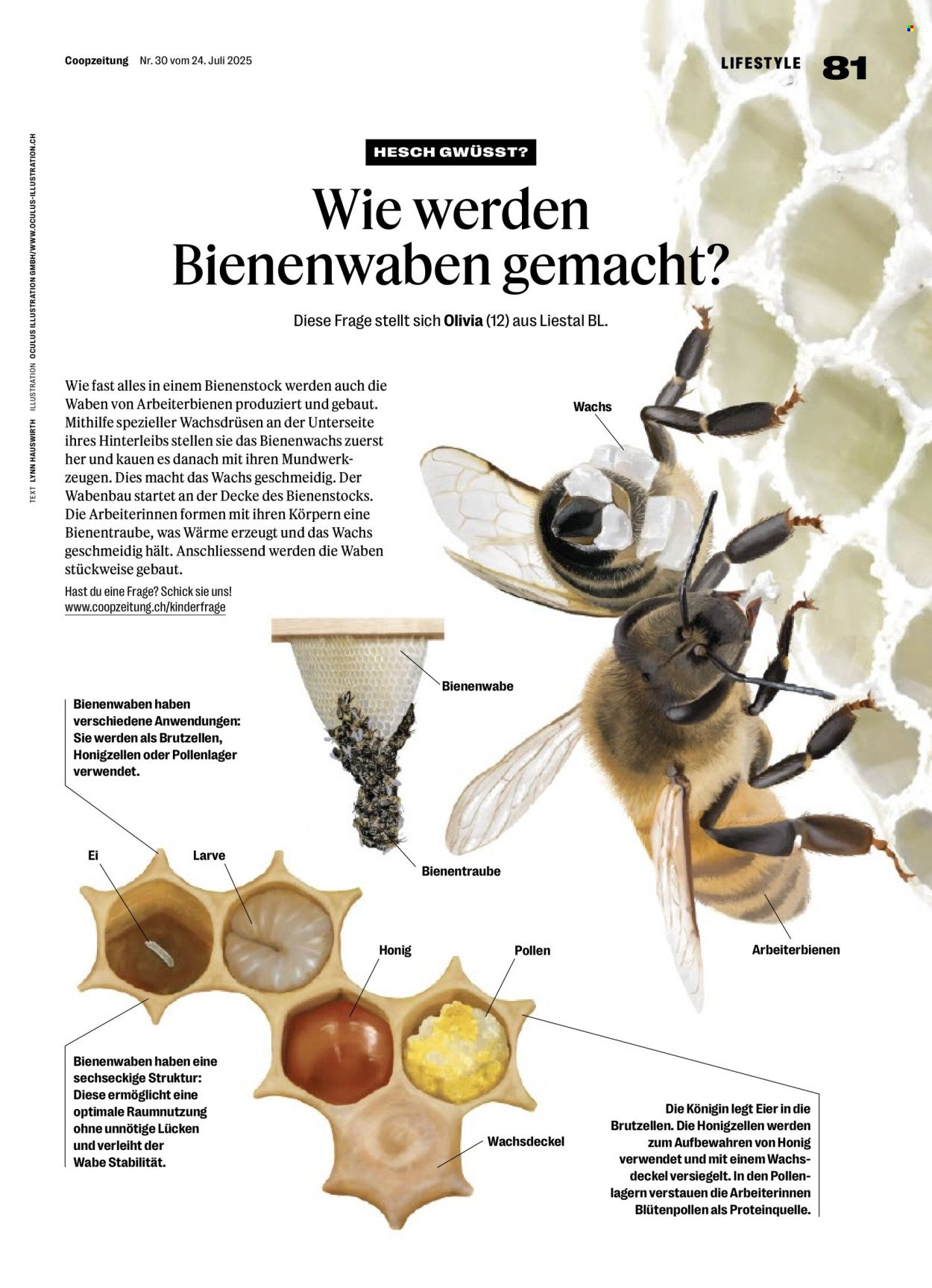 COOP Prospekt - COOPZEITUNG (2025-07-24 - 2025-07-30)