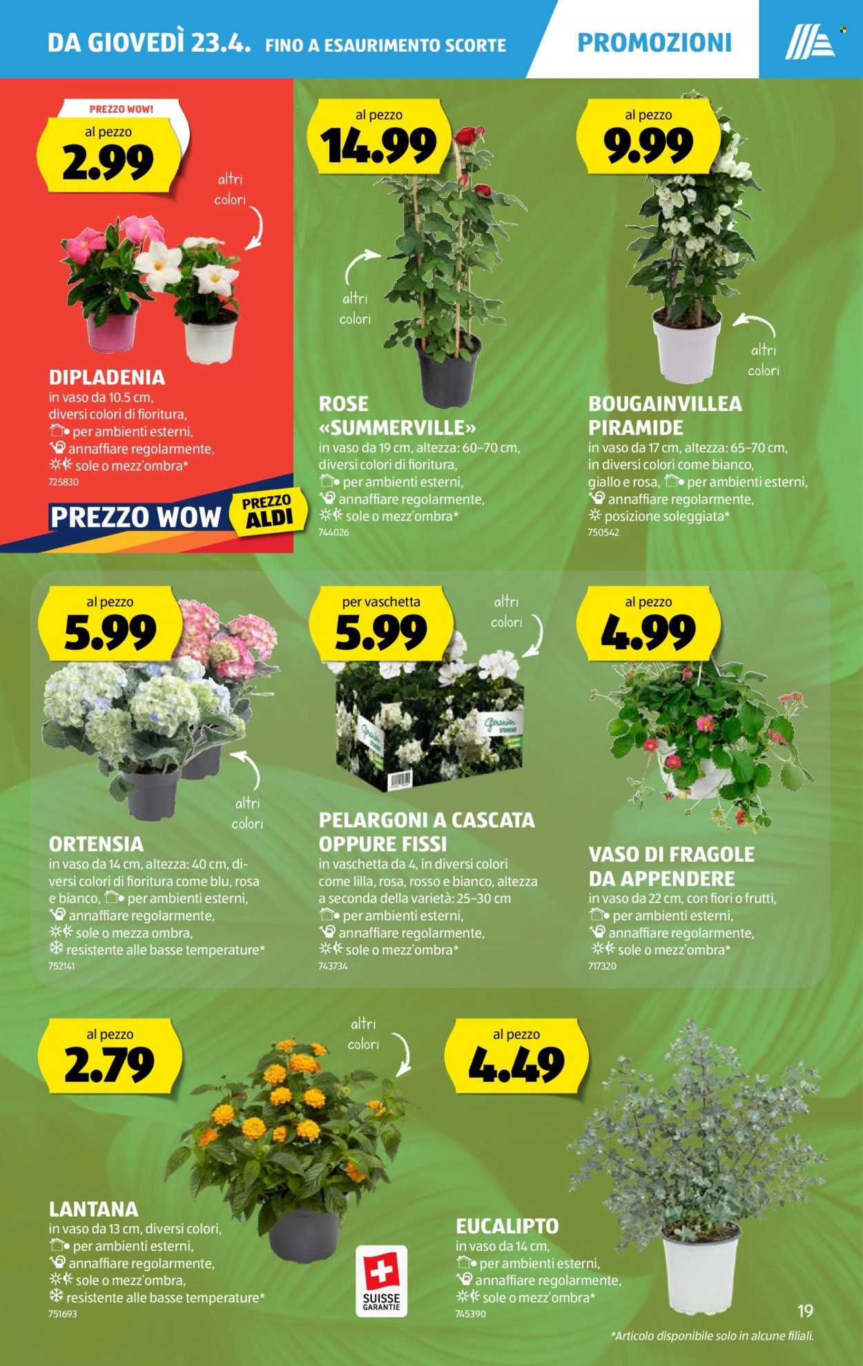 ALDI Prospekt - Vom 23.4.2026 (2026-04-23 - 2026-04-29)