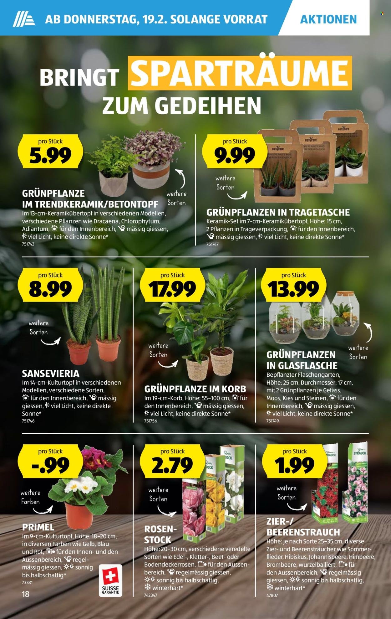 ALDI Prospekt - Vom 19.2.2026 (2026-02-19 - 2026-02-25)