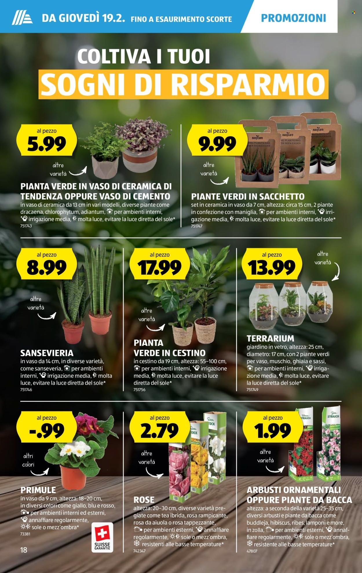 ALDI Prospekt - Vom 19.2.2026 (2026-02-19 - 2026-02-25)