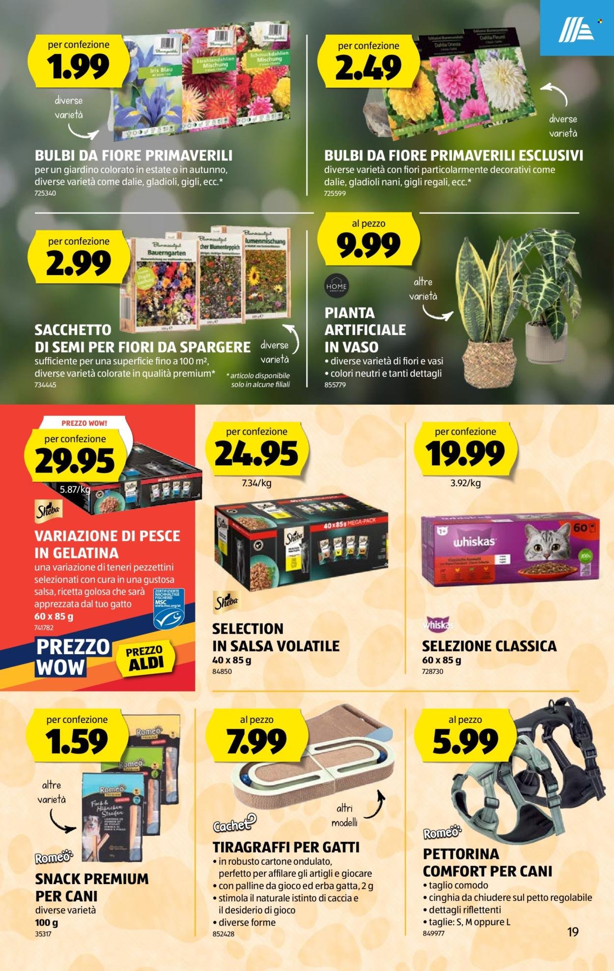 ALDI Prospekt - Vom 19.2.2026 (2026-02-19 - 2026-02-25)