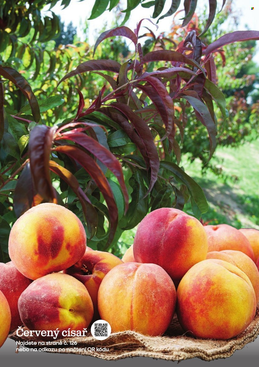 STARKL leták - Starkl (2026-02-25)