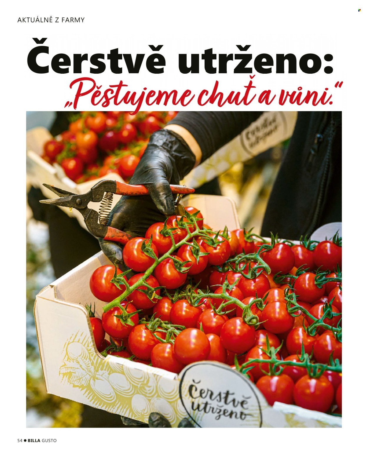 BILLA leták - Léto 2026