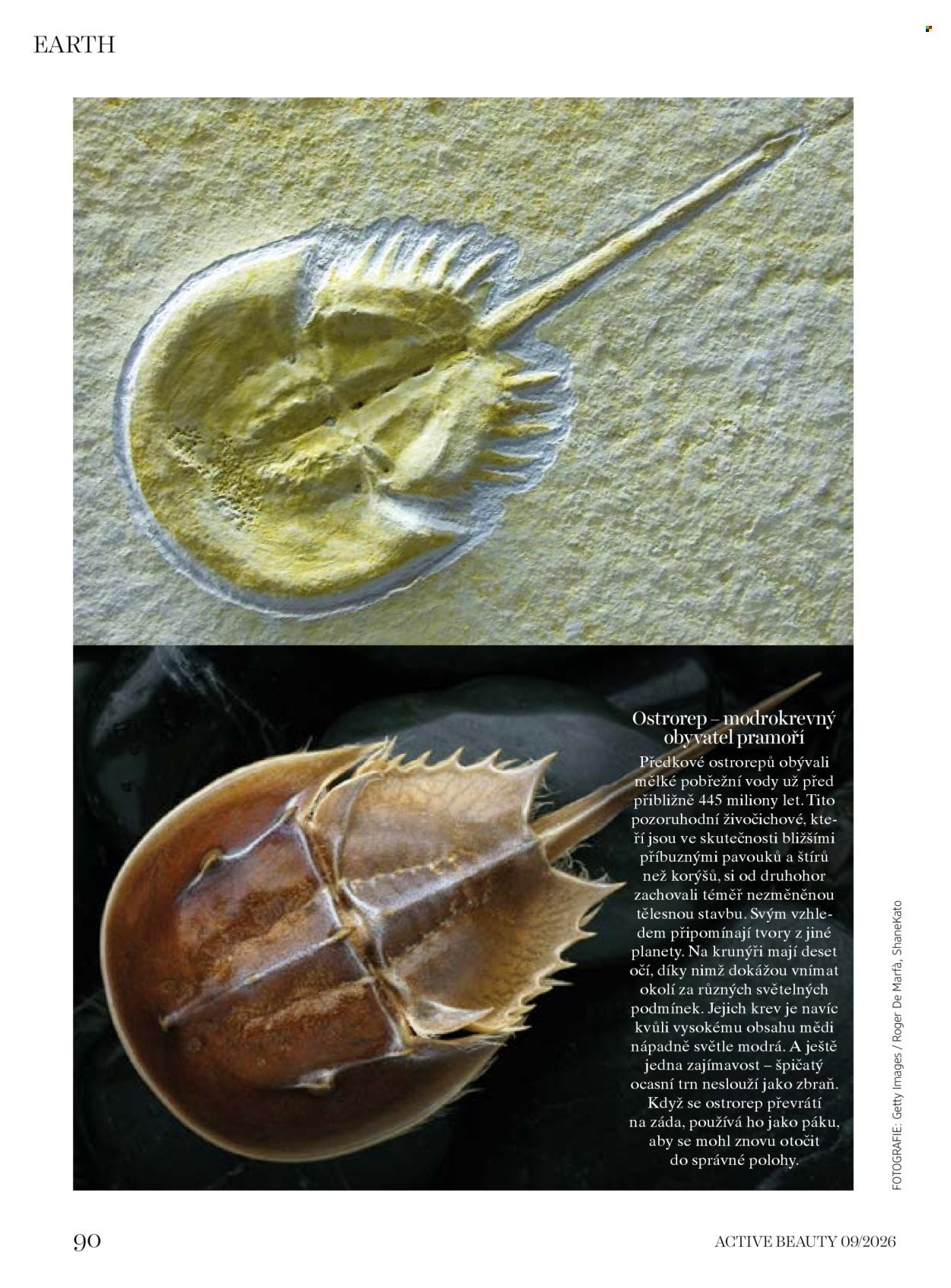 DM DROGERIE leták - Active Beauty