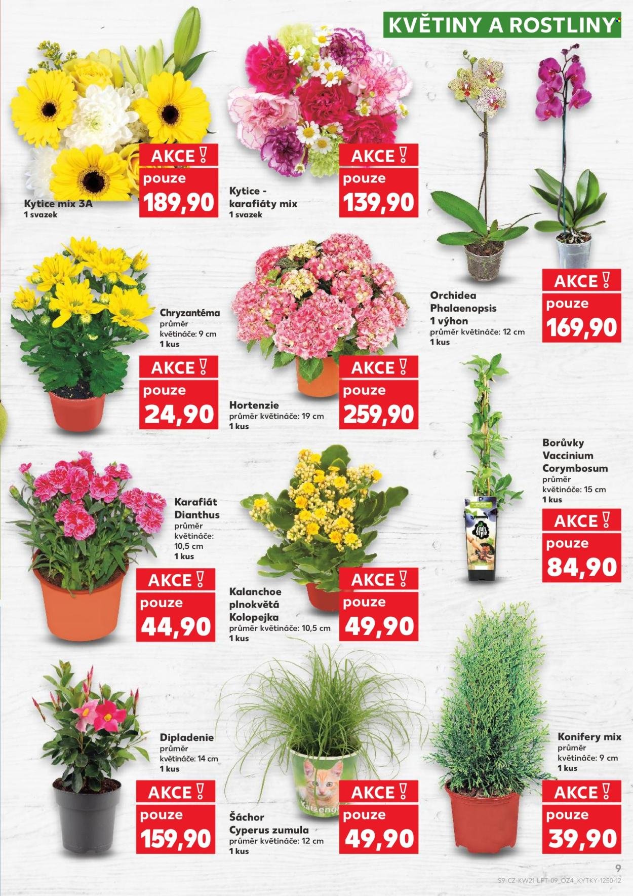 KAUFLAND leták - Od středy 20.5.2026 (2026-05-20 - 2026-05-26)