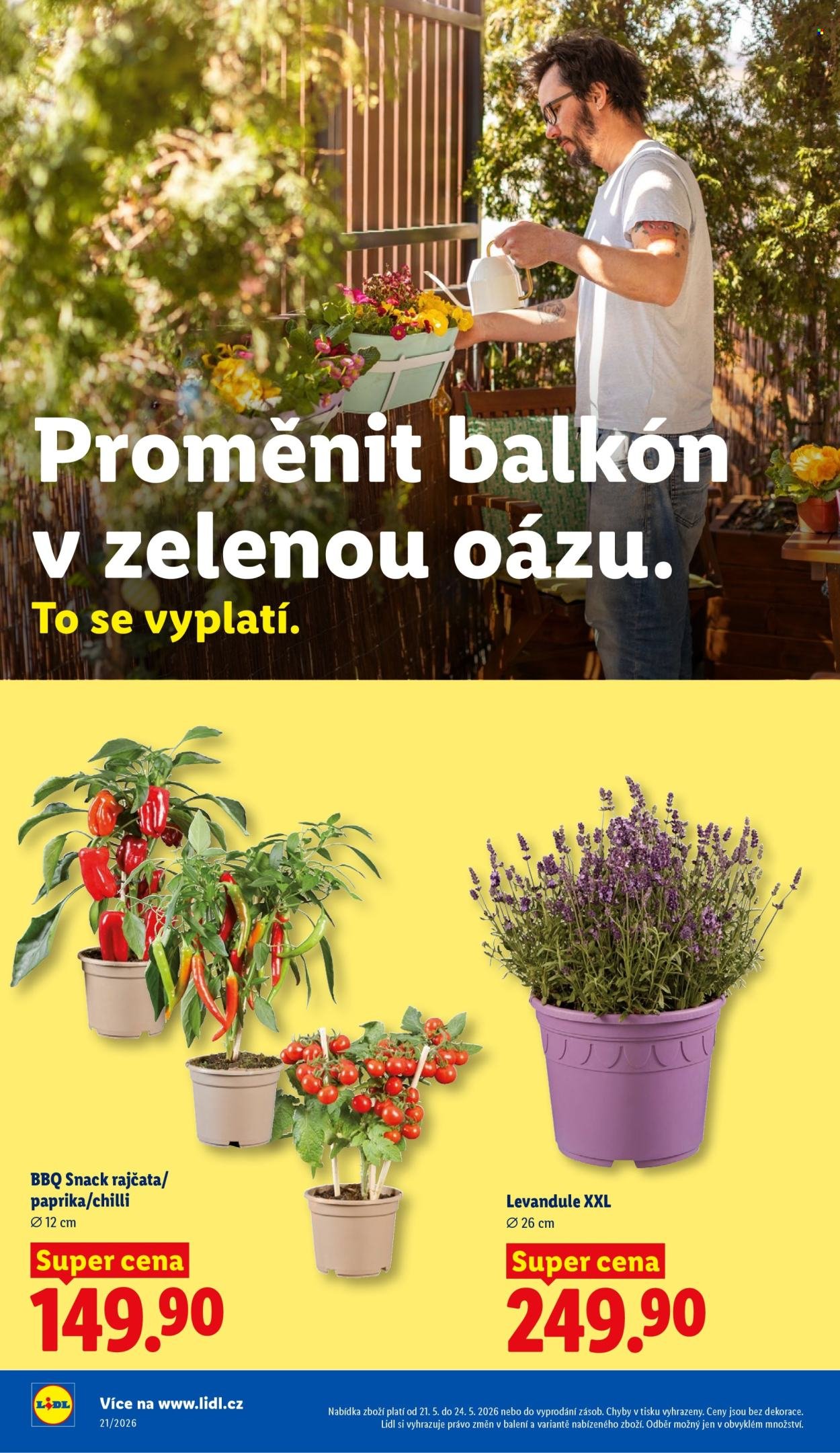 LIDL leták - Od čtvrtka 21.5.2026 (2026-05-21 - 2026-05-24)
