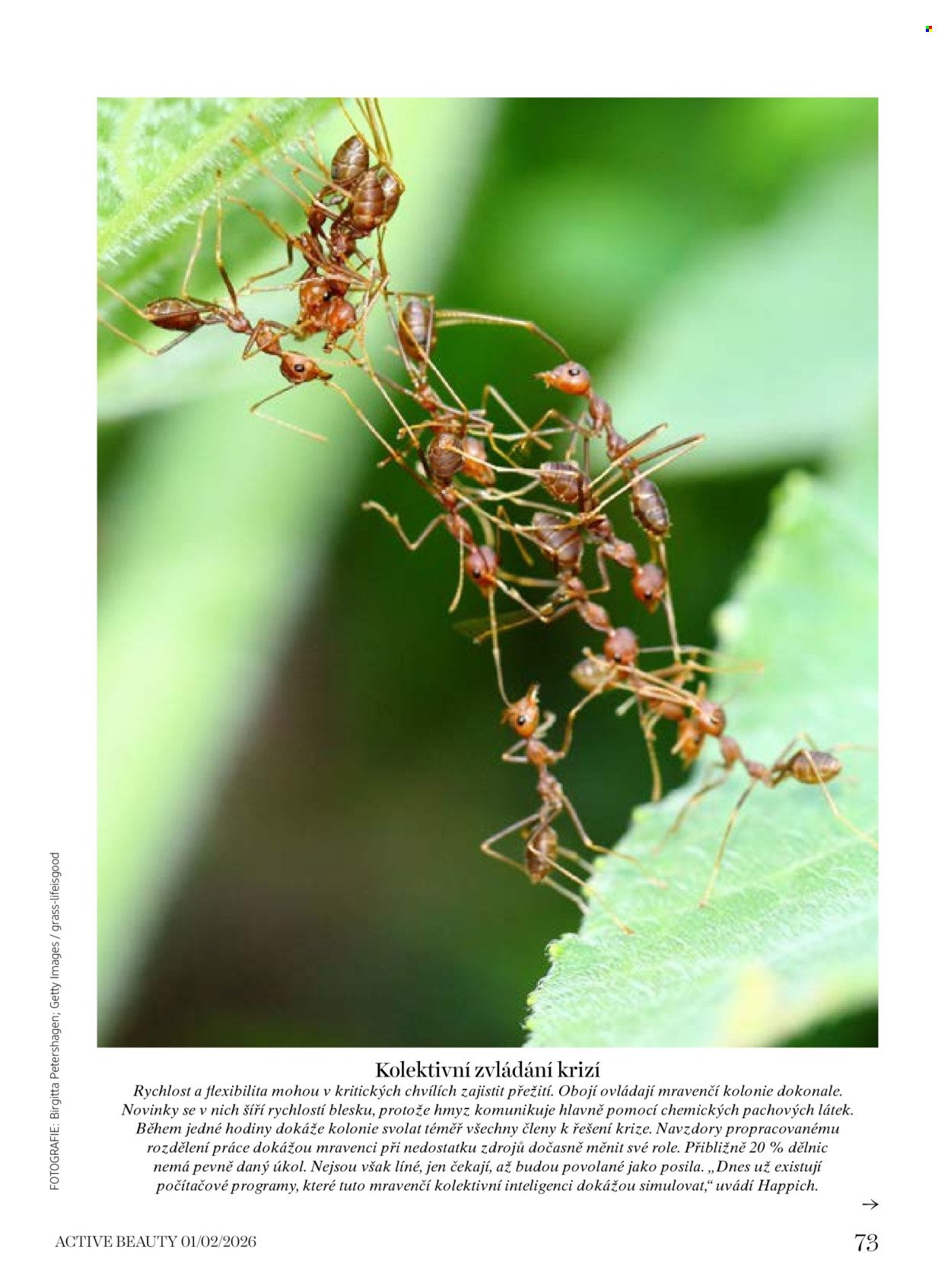 DM DROGERIE leták - Active Beauty (2026-01-16 - 2026-03-05)