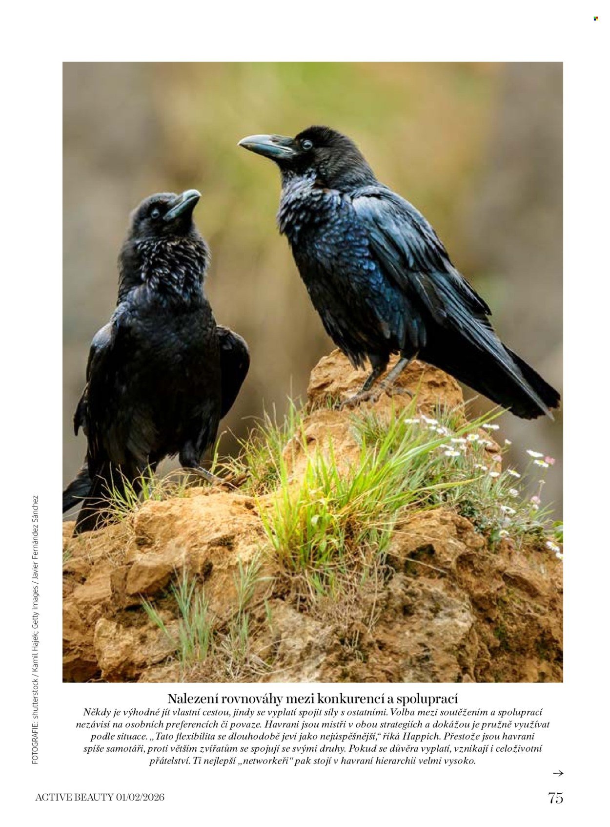 DM DROGERIE leták - Active Beauty (2026-01-16 - 2026-03-05)