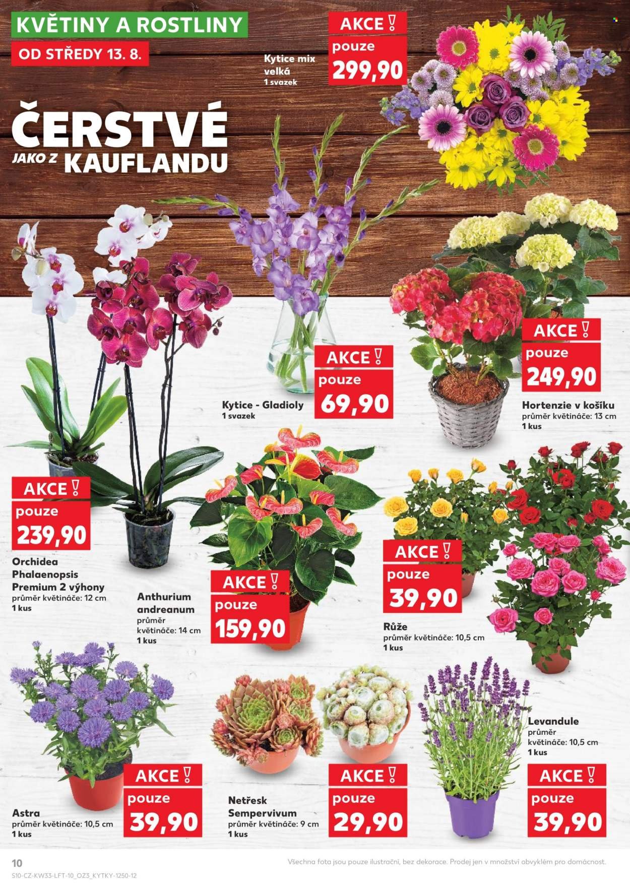 KAUFLAND leták - Od středy 13.8.2025 (2025-08-13 - 2025-08-19)