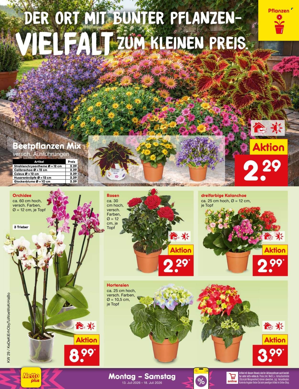 NETTO MARKEN-DISCOUNT Prospekt - Ab Montag 13.07.2026