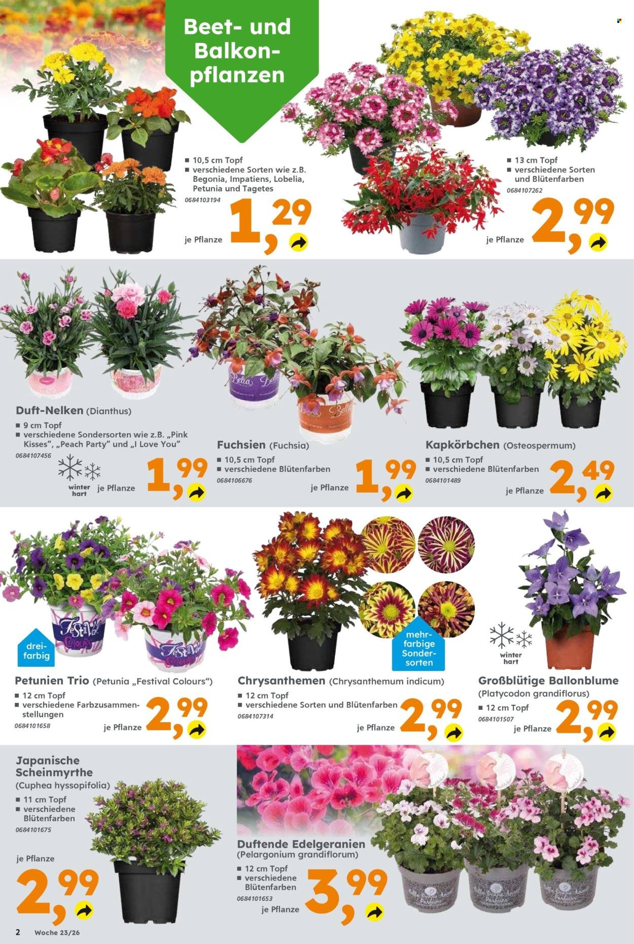 GLOBUS BAUMARKT Prospekt - Ab Montag 1.06.2026
