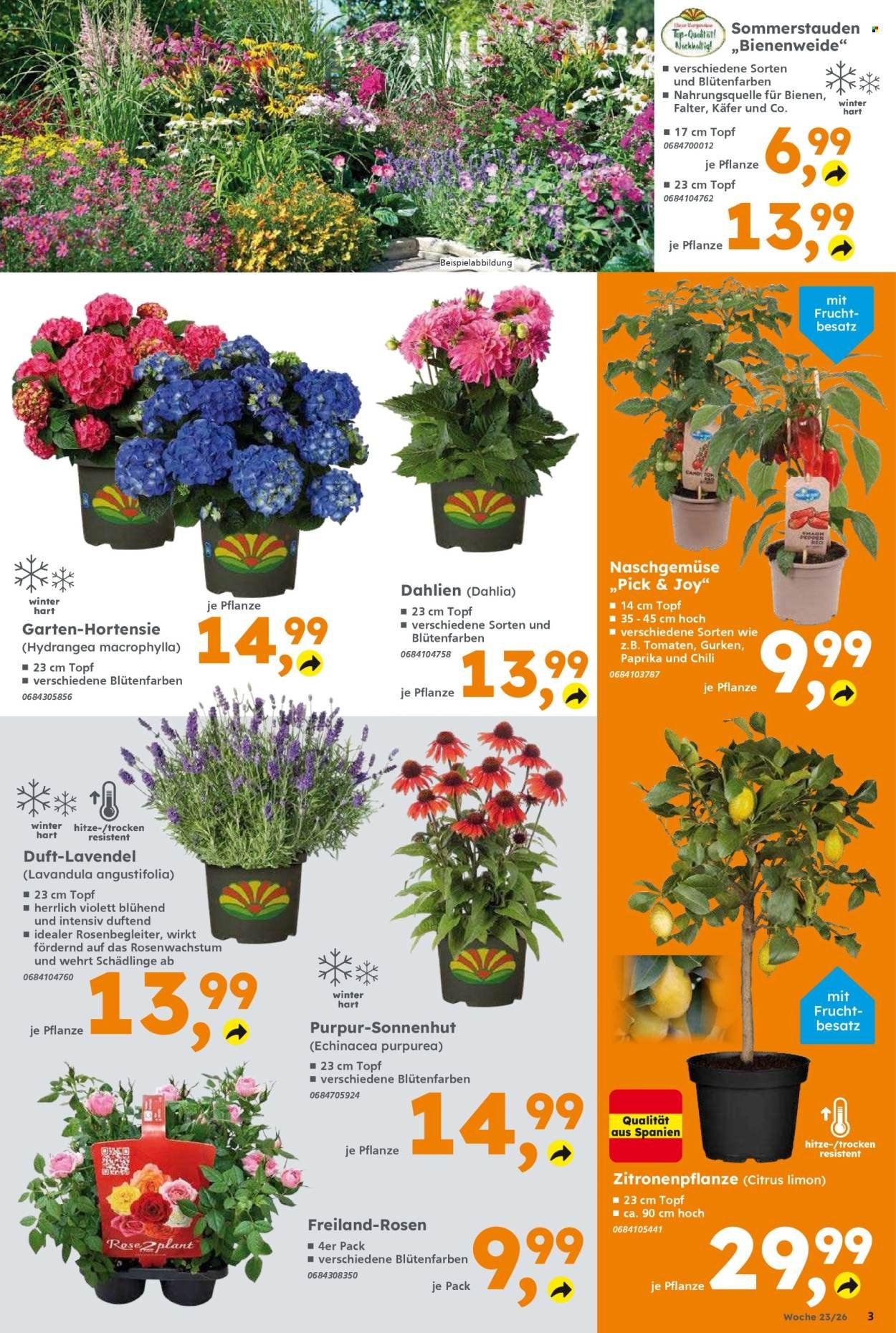 GLOBUS BAUMARKT Prospekt - Ab Montag 1.06.2026