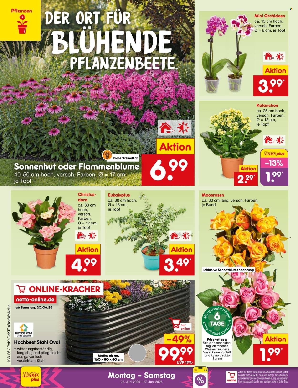 NETTO MARKEN-DISCOUNT Prospekt - Ab Montag 22.06.2026