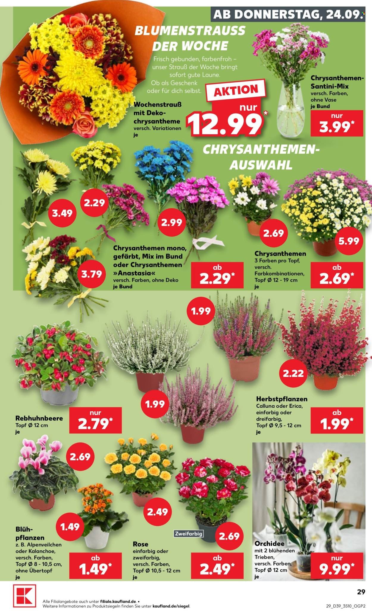 KAUFLAND Prospekt - Ab Donnerstag 24.09.2026