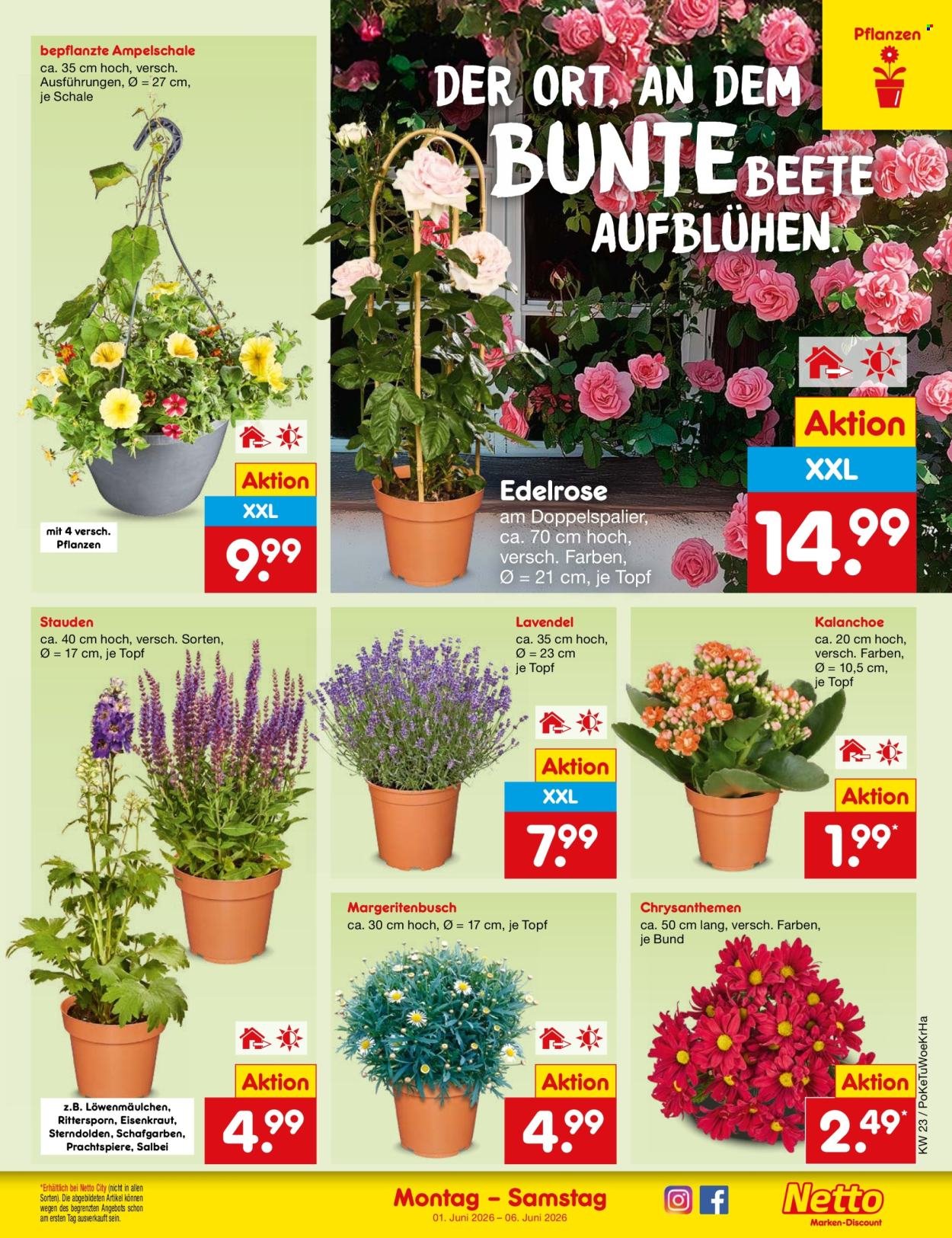 NETTO MARKEN-DISCOUNT Prospekt - Ab Montag 1.06.2026