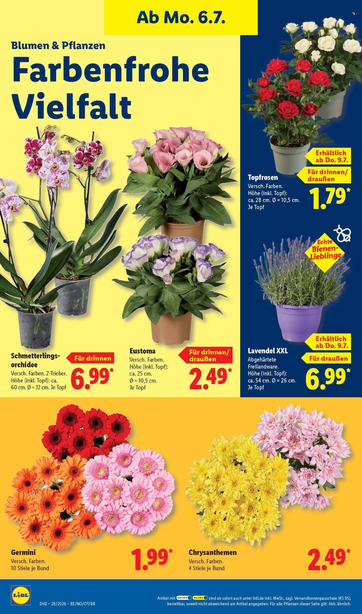 LIDL Prospekt - Ab Montag 29.06.2026