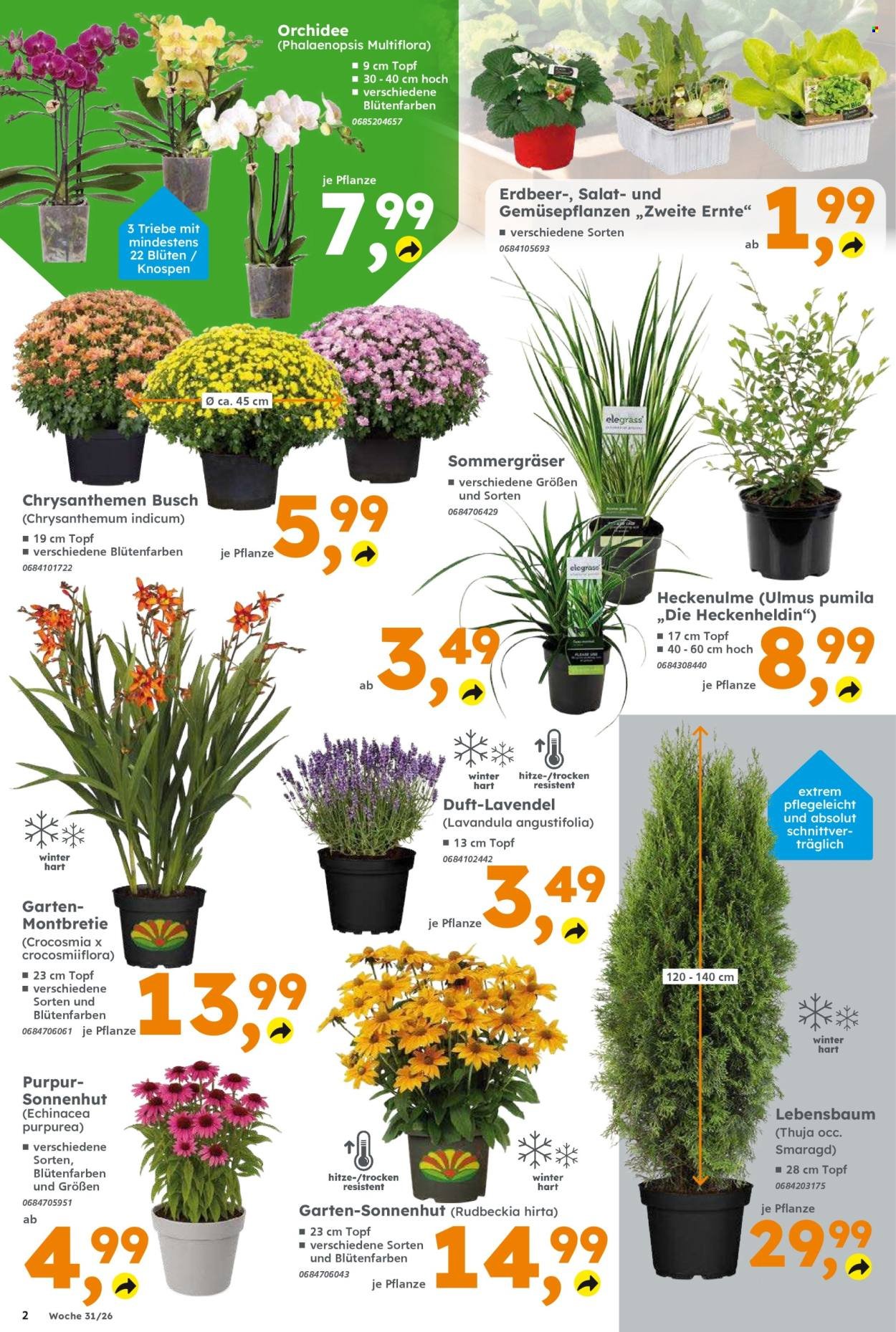 GLOBUS BAUMARKT Prospekt - Ab Montag 27.07.2026