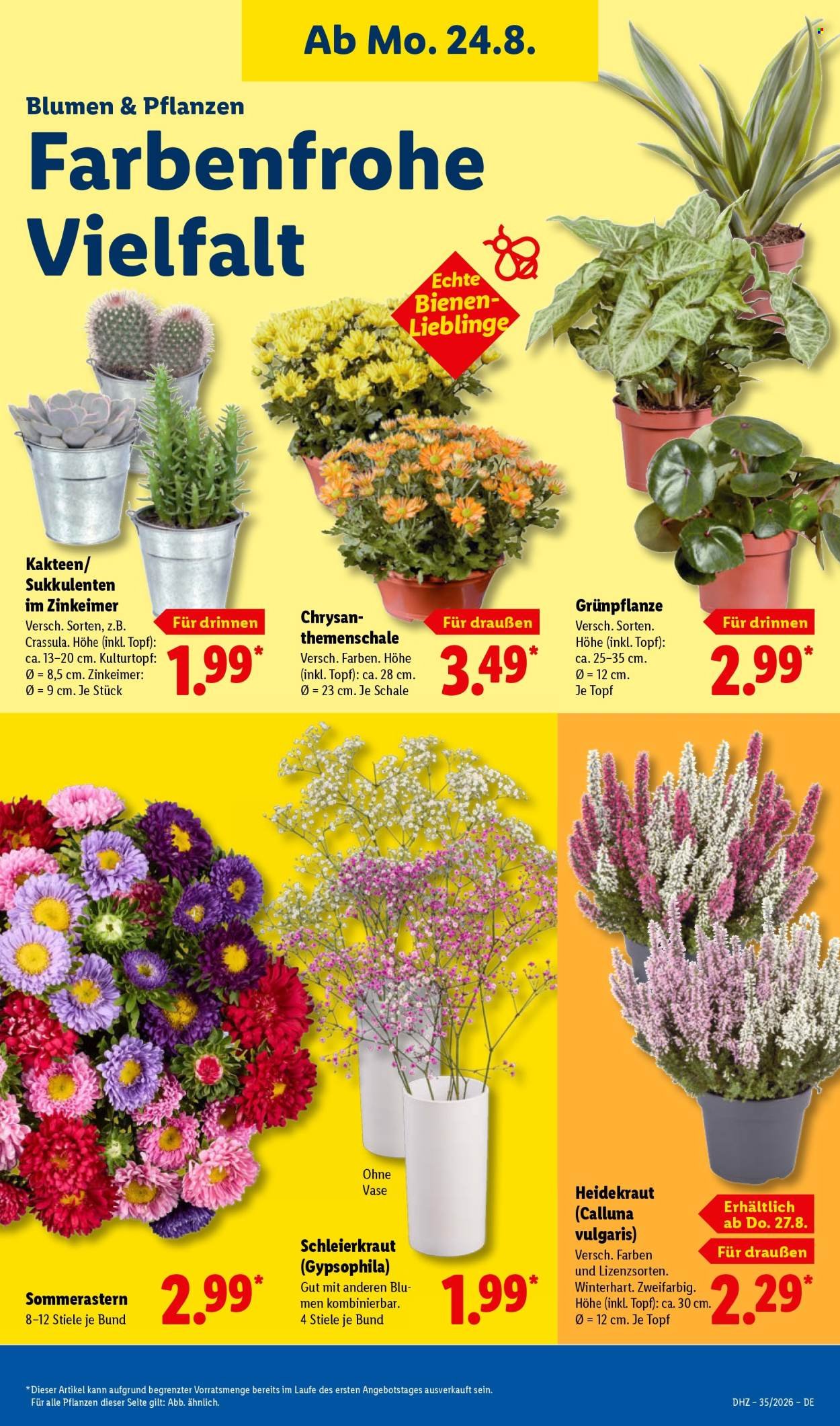 LIDL Prospekt - Ab Montag 24.08.2026