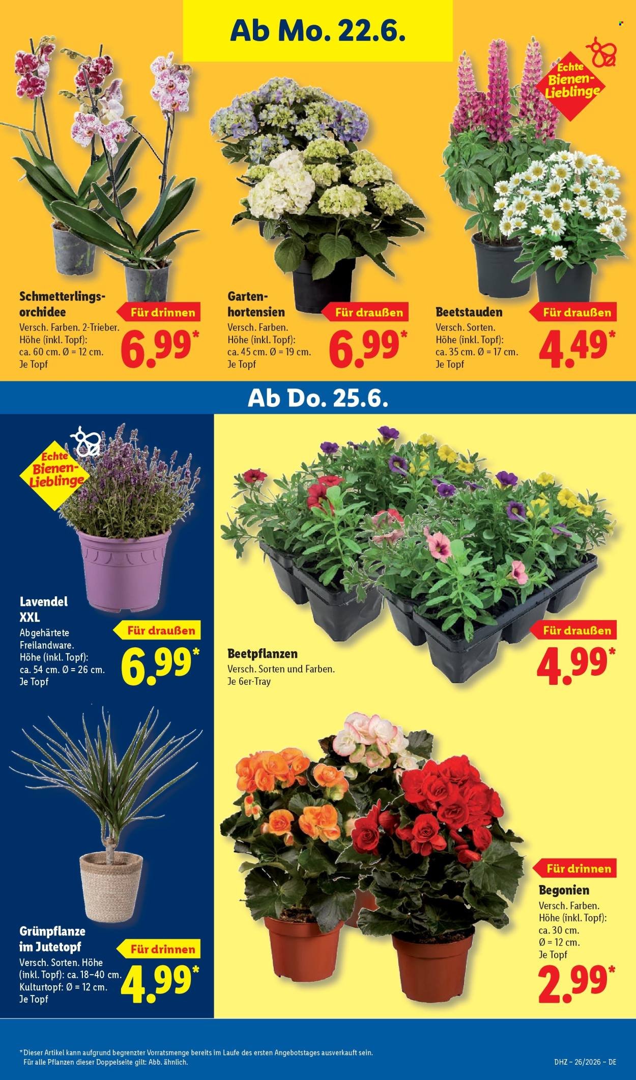 LIDL Prospekt - Ab Montag 22.06.2026