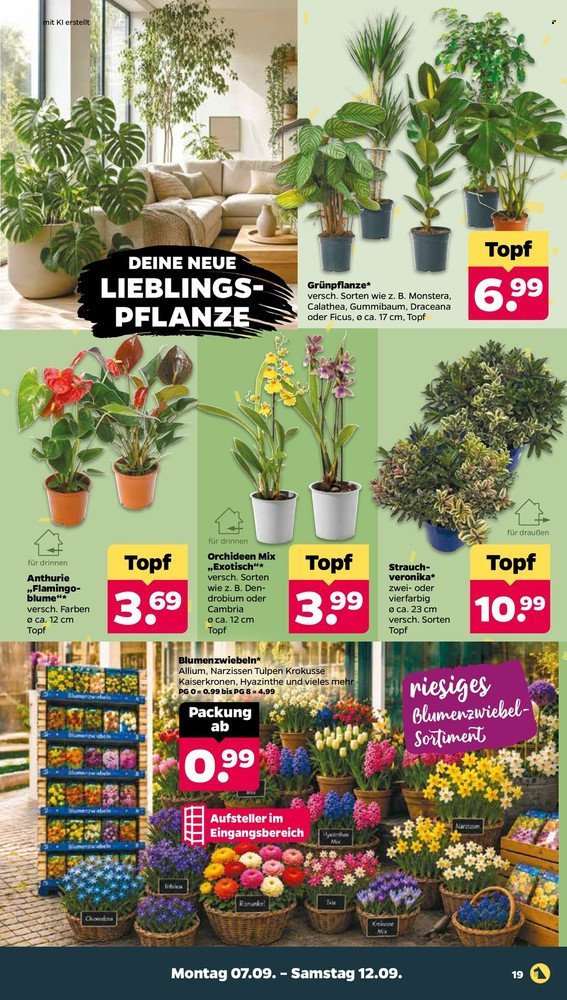 NETTO Prospekt - Ab Montag 7.09.2026